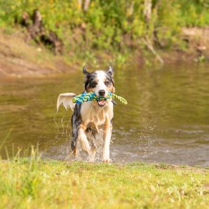 Honden waterspeeltje Tug Rope, blauw-geel, Maat: L